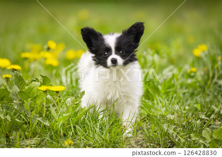 Papillon Puppy in Spring Meadow Papillon Puppy in Spring Meadow 126428830