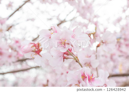 Small cheat beach 126428942