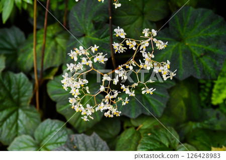 White flowers with yellow centers of Begonia convolvulacea and large green leaves create a natural floral background. Perfect for botanical and garden themes. 126428983
