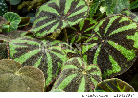 Close-up of Begonia solimutata (Sun Changing Begonia) leaves showing iridescent color shift. Rare tropical plant for collectors Close-up of Begonia solimutata (Sun Changing Begonia) leaves showing iridescent color shift. Rare tropical plant for collectors 126428984