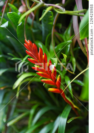 Vriesea carinata in bloom, tropical ornamental plant from the Bromeliaceae family, photographed in close-up with detailed floral structure. Vriesea carinata in bloom, tropical ornamental plant from the Bromeliaceae family, photographed in close-up with detailed floral structure. 126428988