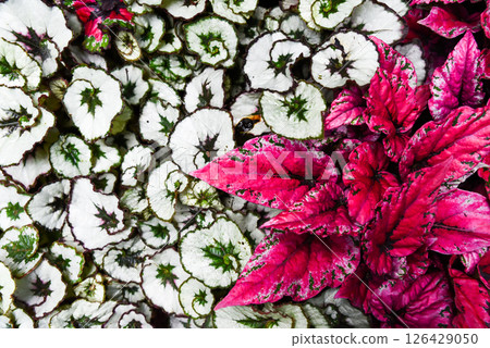 Colorful foliage of Begonia rex and Begonia rex Escargot with striking pink, white and spiral green leaves in a lush tropical garden closeup.Colorful foliage of Begonia rex and Begonia rex Escargot 126429050