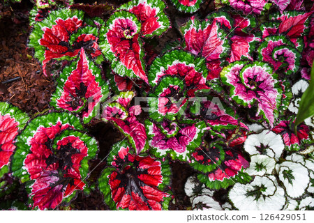 Colorful leaves of Begonia rex Salsa and Begonia rex Escargot with vivid red, green and spiral white patterns in tropical foliage closeup. 126429051