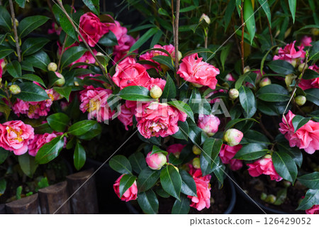 Soft pink and white blossoms of Japanese camellia offer a romantic floral background. Ideal for botanical and seasonal floral designs. 126429052