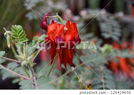 Closeup of red desert pea flowers with shiny black centers on green foliage. Distinctive Australian bloom in Singapore botanic garden. Closeup of red desert pea flowers with shiny black centers on green foliage. Distinctive Australian bloom in Singapore botanic garden. 126429056