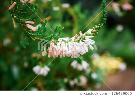 Macro view of Heath erica (syn. Erica herbacea) flowers with unique cream-pink to orange-tipped blooms. Macro view of Heath erica (syn. Erica herbacea) flowers with unique cream-pink to orange-tipped blooms. 126429060