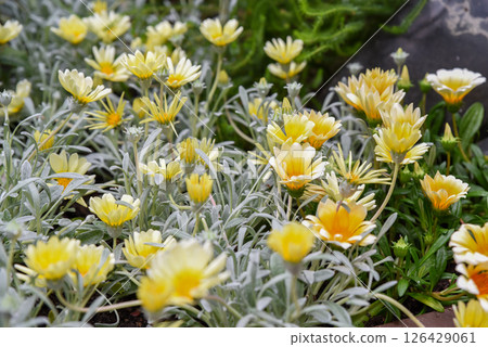 Gazania rigens blooming in Singapore with yellow petals and silver foliage in a sunny tropical flowerbed Gazania rigens blooming in Singapore with yellow petals and silver foliage in a sunny tropical flowerbed 126429061