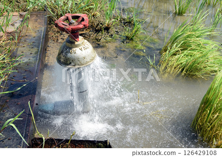 Summer scenery: A valve drawing water to a rice field Summer scenery: A valve drawing water to a rice field 126429108