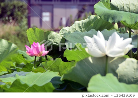 Summer scenery - lotus flowers in lotus pond 126429109