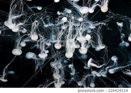 Delicate Chrysaora pacifica jellyfish float effortlessly in an aquarium, their long tentacles trailing like silk threads in the tranquil blue water. Delicate Chrysaora pacifica jellyfish float effortlessly in an aquarium, their long tentacles trailing like silk threads in the tranquil blue water. 126429114