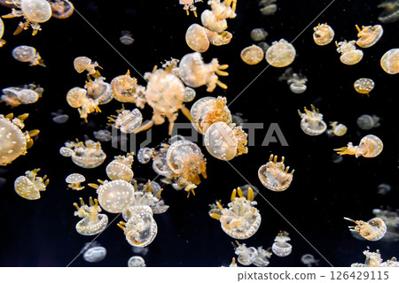Papuan jellyfish with golden arms and dotted bells swim calmly in deep sea. A soft marine view of movement and light. Papuan jellyfish with golden arms and dotted bells swim calmly in deep sea. A soft marine view of movement and light. 126429115