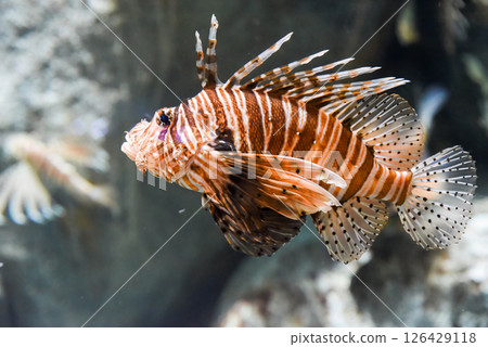Devil firefish glides near coral reef displaying venomous fins and striped pattern in tropical saltwater. 126429118