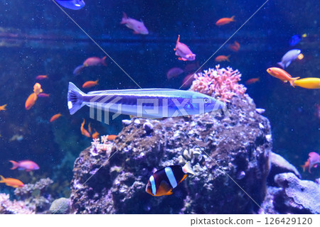 Blue blanquillo fish resting on sandy ocean floor in a tropical marine habitat. Slender body, vivid markings, and peaceful underwater scene 126429120
