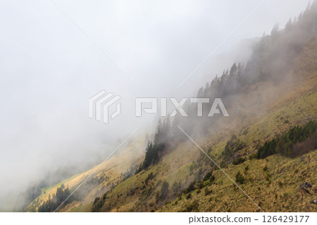 Misty mountains with fir forest in fog 126429177