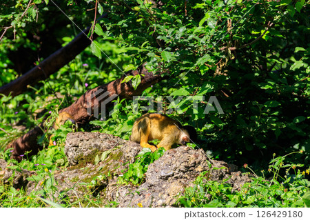 The black-capped squirrel monkey (Saimiri boliviensis) on a tree The black-capped squirrel monkey (Saimiri boliviensis) on a tree 126429180
