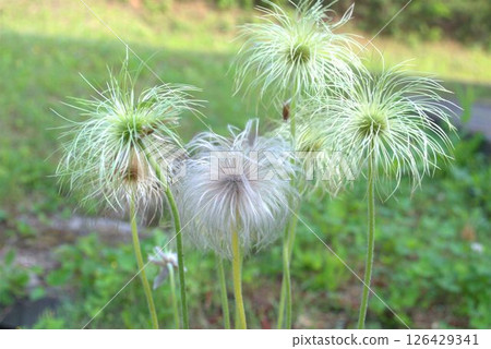 Young fruit of Pasqueflower 126429341