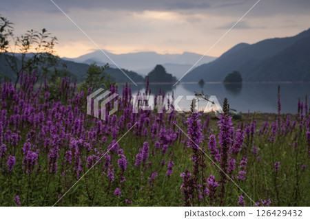Lythrum salicaria flowers blooming on the lakeside Lythrum salicaria flowers blooming on the lakeside 126429432