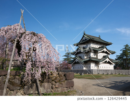 Weeping cherry blossoms in full bloom and Hirosaki Castle 2025 Weeping cherry blossoms in full bloom and Hirosaki Castle 2025 126429445