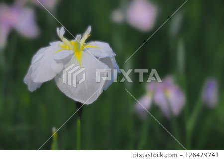 盛開的新鮮白色鳶尾花 盛開的新鮮白色鳶尾花 126429741