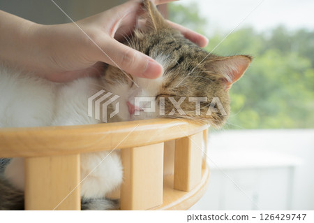 pet care concept with scottish cat relax and play with owner on table in living room pet care concept with scottish cat relax and play with owner on table in living room 126429747
