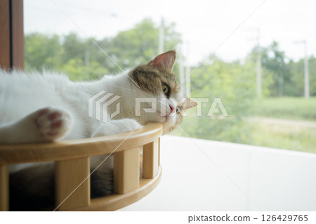 pet care concept with scottish  cat relax and play with owner on table  in living room 126429765
