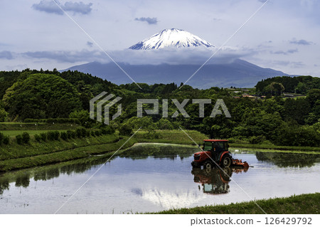 大山町竹下的稻田中倒映著富士山 126429792