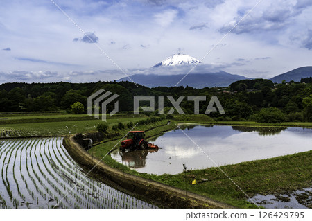 Mount Fuji reflected in the rice fields of Takeshita, Oyama Town 126429795