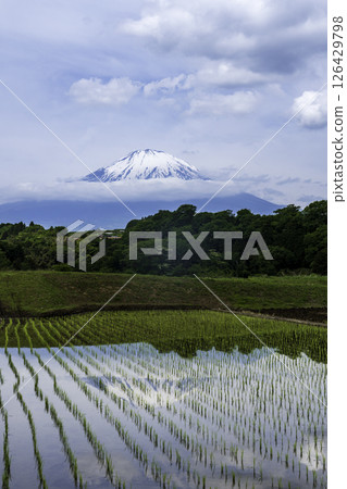 Mount Fuji reflected in the rice fields of Takeshita, Oyama Town Mount Fuji reflected in the rice fields of Takeshita, Oyama Town 126429798