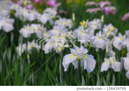 一簇清新的白色鳶尾花 一簇清新的白色鳶尾花 126429799