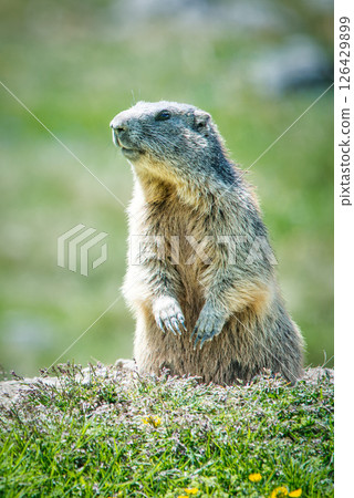 A marmot in the lawn 126429899