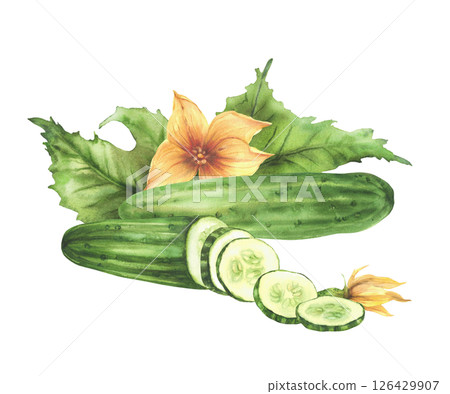 Cucumber vegetables with green leaves, yellow flowers, buds and sliced in circles cucumber fruit Watercolor hand drawn illustration.Clipart for eco food, nature cosmetic label Isolated from background 126429907