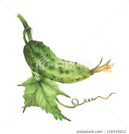 Watercolor Cucumber plant with green leaf and curling tendril and buds hanging on vine Hand drawn realistic botanical illustration of growing vegetable for eco farming label. Isolated from background 126429912