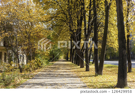 Autumn pathway lined with trees showcasing vibrant yellow leaves and a serene atmosphere Autumn pathway lined with trees showcasing vibrant yellow leaves and a serene atmosphere 126429958