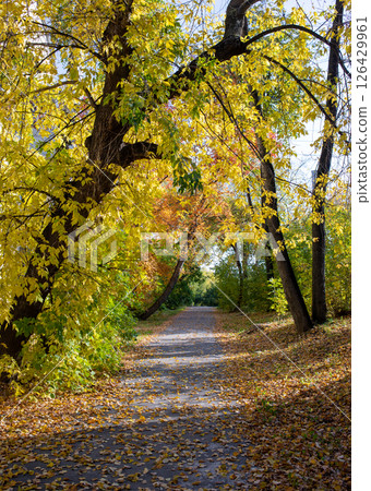 Serene autumn pathway surrounded by vibrant yellow and green foliage in a tranquil park setting 126429961