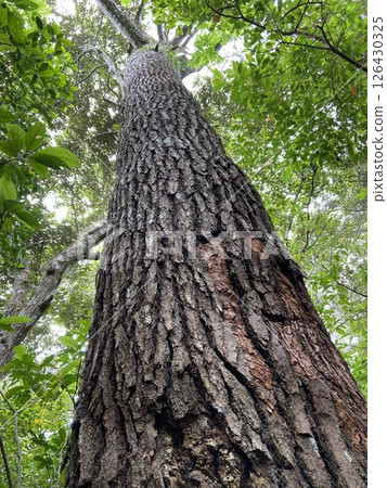 Big tree Big tree 126430325