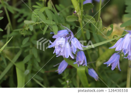 春天田野裡盛開的淡紫色 Hyacinthoides 花 126430338