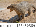 Banded mongoose in the Etosha National Park in Namibia, Africa. 126430369