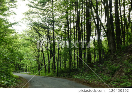 新綠岩手道路 - 小岩井農場的田間小路 126430392