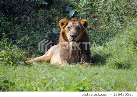 Lion (Panthera leo) Lion (Panthera leo) 126430583