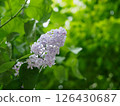 Lilacs are blooming 126430687
