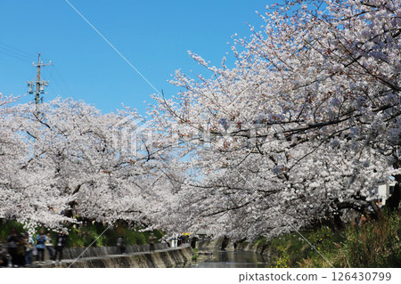 Cherry blossoms, Iwakura City, Cherry Blossom Festival, Gojo River, Aichi Prefecture Cherry blossoms, Iwakura City, Cherry Blossom Festival, Gojo River, Aichi Prefecture 126430799