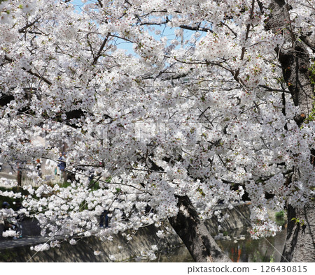 櫻花,岩倉市,櫻花節,五條川,愛知縣 櫻花,岩倉市,櫻花節,五條川,愛知縣 126430815
