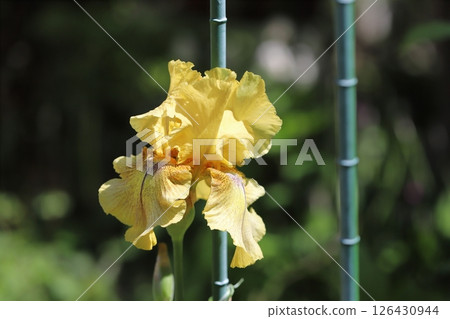 春天花園裡盛開的橘色德國鳶尾花 春天花園裡盛開的橘色德國鳶尾花 126430944