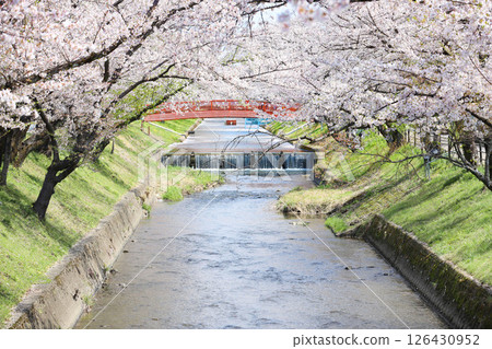 Oguchicho Cherry Blossom Festival Gojo River Cherry Blossom Line 126430952