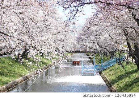 Oguchicho Cherry Blossom Festival Gojo River Cherry Blossom Line 126430954