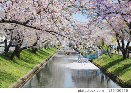 Oguchicho Cherry Blossom Festival Gojo River Cherry Blossom Line 126430956