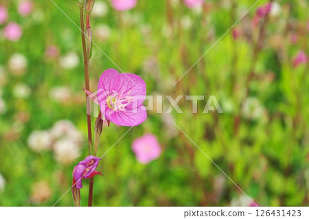 粉紅桉樹花（春季，五月） 126431423