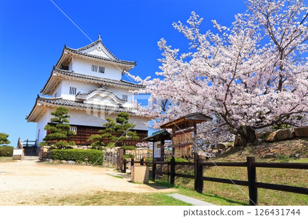 [香川縣] 春天櫻花盛開的丸龜城（現存天守閣和石牆名城） 126431744
