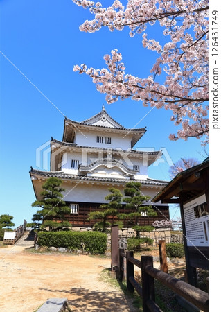 [Kagawa Prefecture] Marugame Castle in spring when cherry blossoms bloom (existing castle tower and stone wall famous castle) 126431749