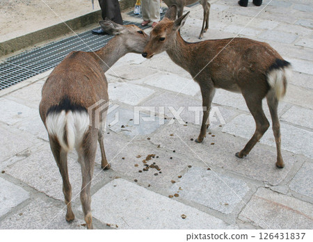 奈良公園 東大寺 大佛鹿 126431837